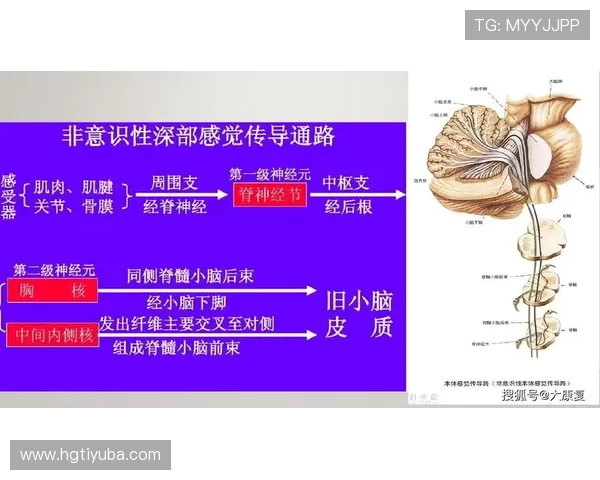 运动表现数据解读:基于技术动作优化与训练策略创新分析 运动表现数据解读:基于技术动作优化与训练策略创新分析
